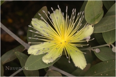 Capparis divaricata
